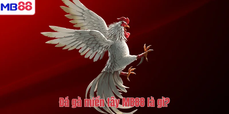 Đá Gà Miền Tây MB88 – Khám Phá Sân Chơi Chiến Kê Đỉnh Cao 2 Đá gà miền tây MB88 là gì?