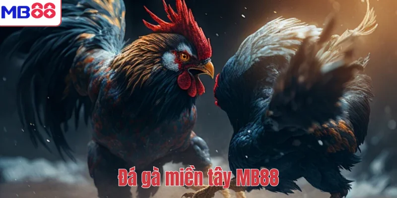 Đá Gà Miền Tây MB88 – Khám Phá Sân Chơi Chiến Kê Đỉnh Cao 1 Đá gà miền tây MB88