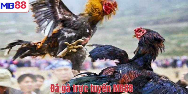 Đá Gà Trực Tuyến MB88 – Trải Nghiệm Giải Trí Hấp Dẫn 1 Đá gà trực tuyến MB88