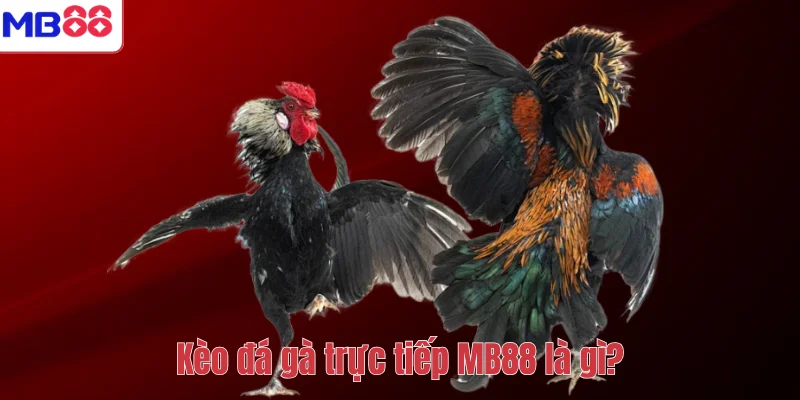 Kèo Đá Gà Trực Tiếp MB88 – Cách Chơi Và Kinh Nghiệm Hiệu Quả 2 Kèo đá gà trực tiếp MB88 là gì?
