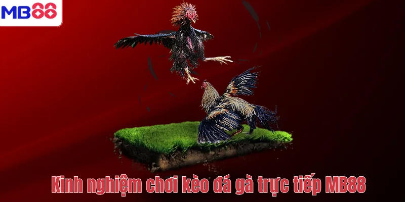 Kèo Đá Gà Trực Tiếp MB88 – Cách Chơi Và Kinh Nghiệm Hiệu Quả 4 Kinh nghiệm chơi kèo đá gà trực tiếp MB88