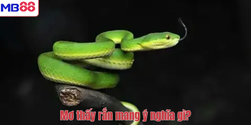 Mơ Thấy Rắn – Giải Mã Ý Nghĩa Tâm Linh Và Con Số May Mắn 2 Mơ thấy rắn mang ý nghĩa gì?