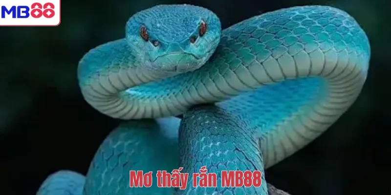 Mơ thấy rắn MB88