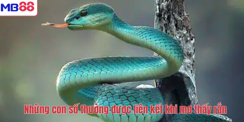 Mơ Thấy Rắn – Giải Mã Ý Nghĩa Tâm Linh Và Con Số May Mắn 4 Những con số thường được liên kết khi mơ thấy rắn