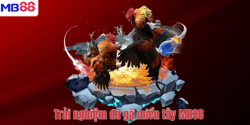 Đá Gà Miền Tây MB88 – Khám Phá Sân Chơi Chiến Kê Đỉnh Cao 4 Trải nghiệm đá gà miền tây MB88